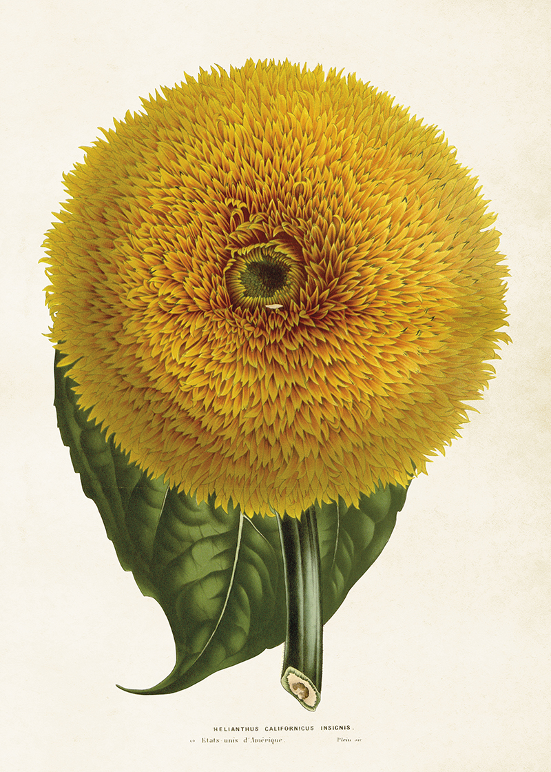Poster Solros 50x70 cm