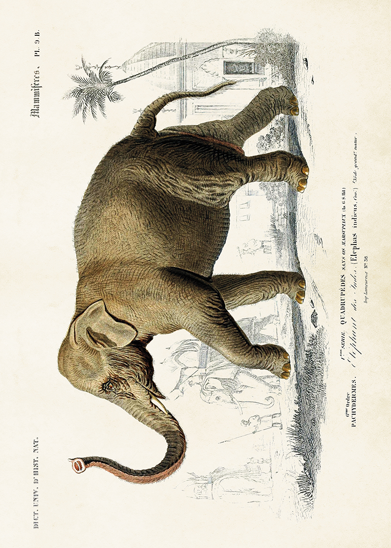 Poster Elefant 70x50 cm