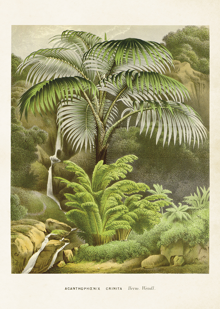 Poster Palm 50x70 cm