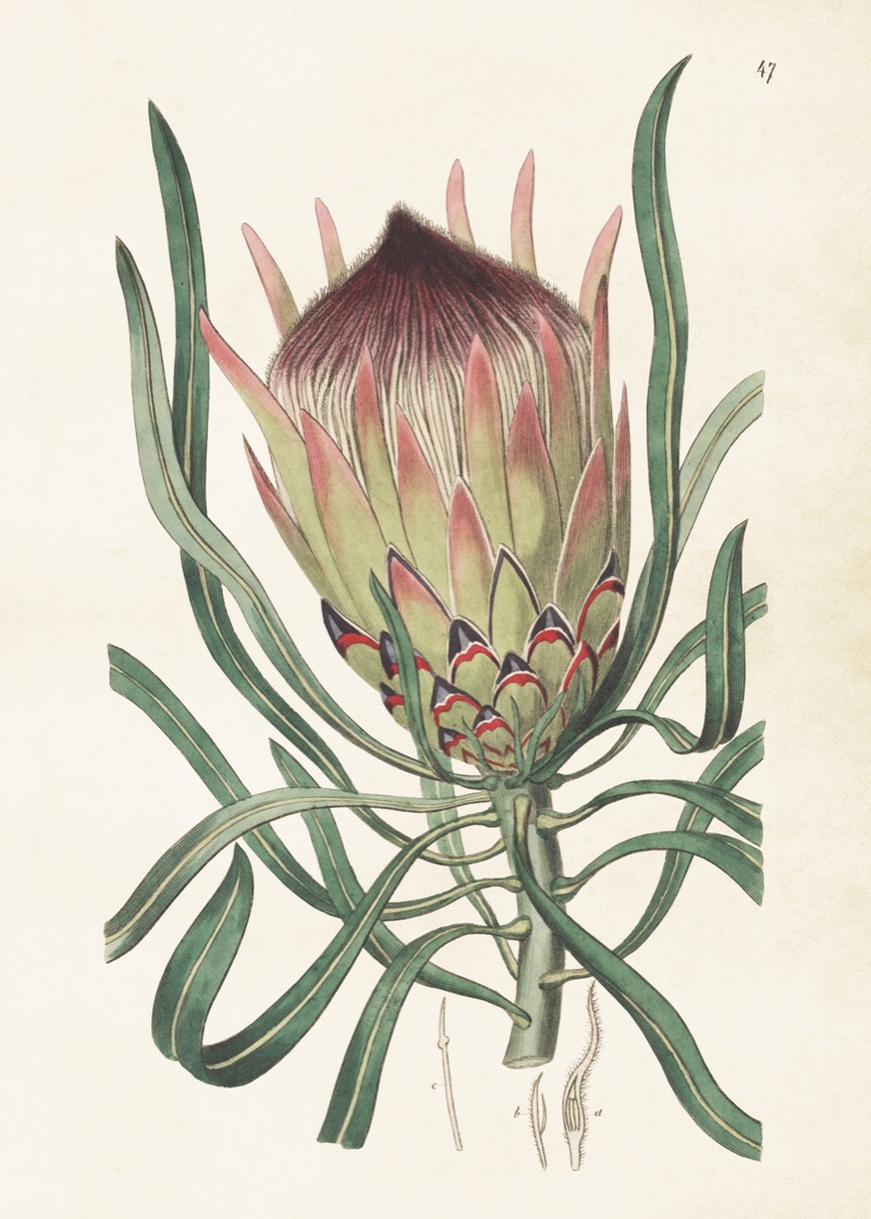 Poster Protea 50x70 cm