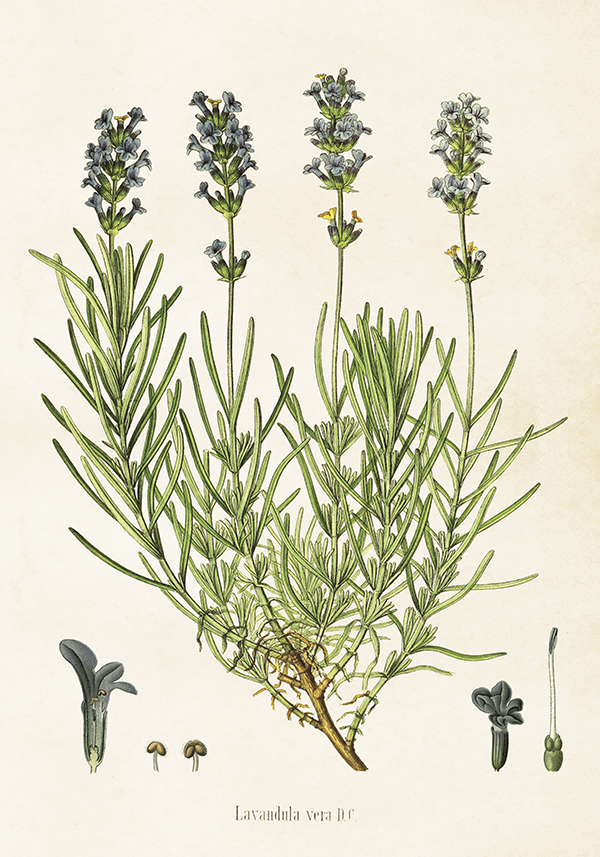 Poster Lavendel 35x50 cm