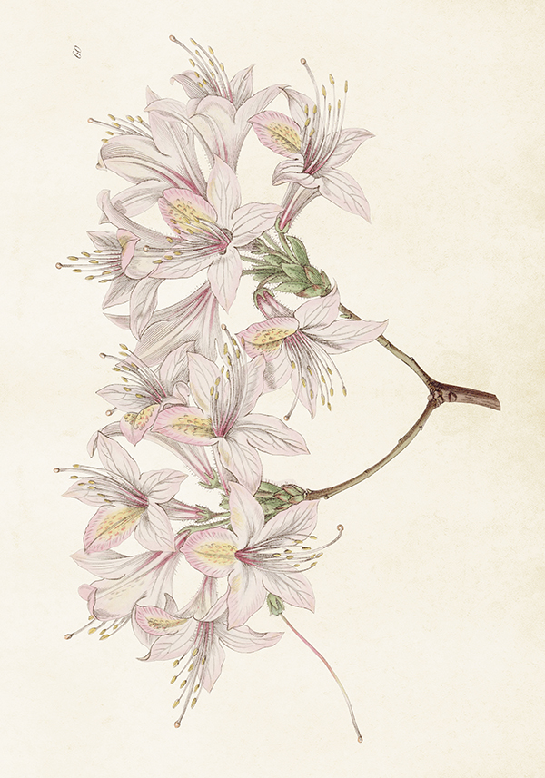 Poster Azalea 50x35 cm
