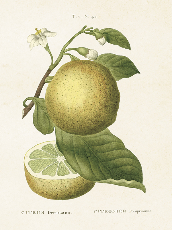 Poster Citrus 18x24 cm