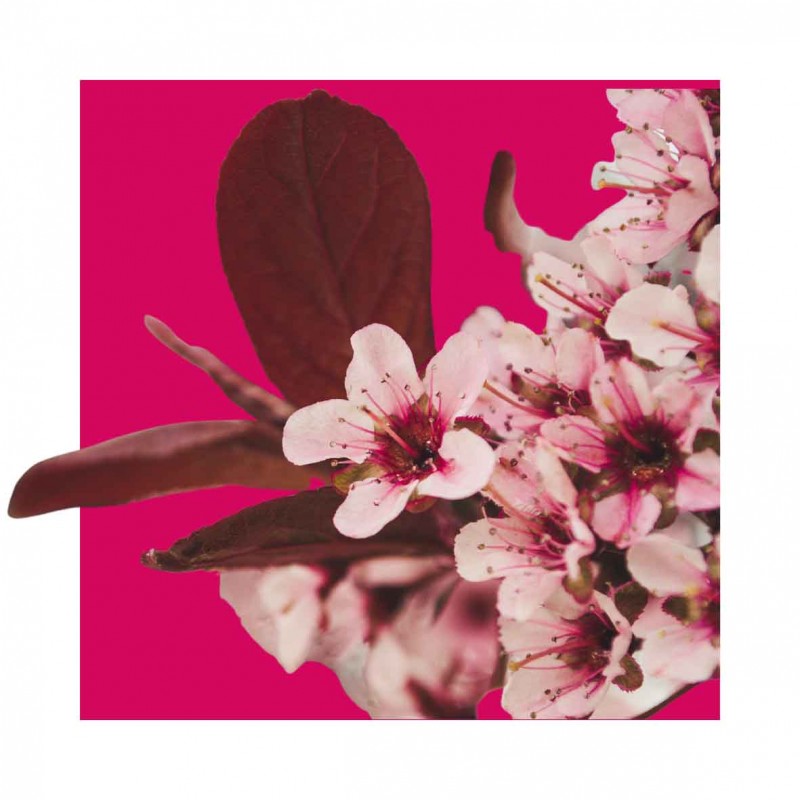 BE POSITIVE Eau de Parfum HARMONY Cherry Blossom 15ml - 4