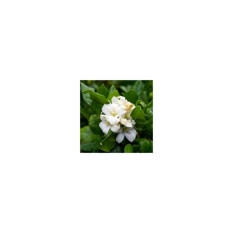 Acorelle Eau de Parfum Lotus Blanc 50ml - 6