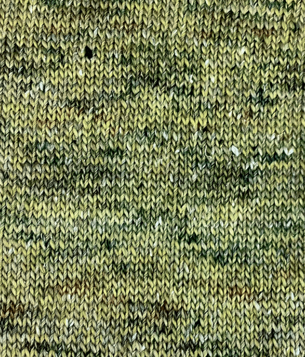 880519 Senap, Kamelia - 3