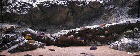 RockZolid - Papua 158x58cm