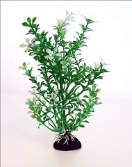 AK - Bacopa grön/vit 18cm
