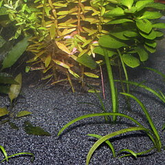 JBL - Sansibar Dark 0,2-0,6mm 10kg