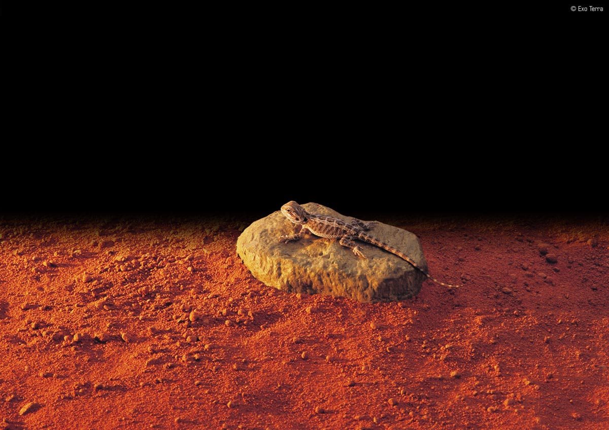 Exo Terra - Heat Wave Rock Värmesten M - 4