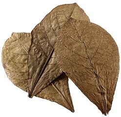 Hobby - Catappa Leaves XL