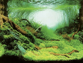 Aqua Nova - Amazonas/Ocean 100x50cm