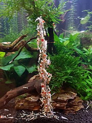 Shrimps Forever - Lolly Algae