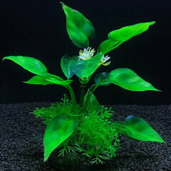 AK - Anubias 13cm