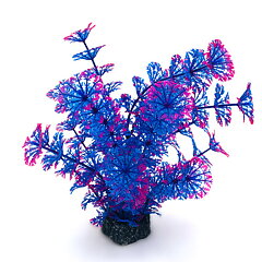 AK - Cabomba blå/lila/rosa 19cm