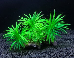 AK - Sagittaria på rot 13cm
