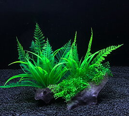 AK - Fern på rot 15cm