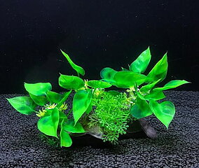 AK - Anubias på rot 11cm