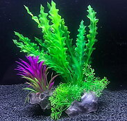 AK - Cryptocoryne på rot 21cm