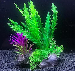 AK - Cryptocoryne på rot 21cm