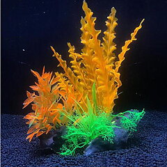 AK - Cryptocoryne Orange på rot 21cm