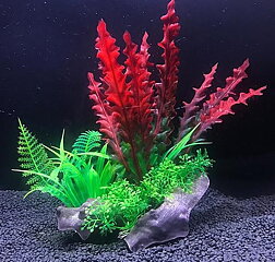Ak - Cryptocoryne Röd på rot 21cm