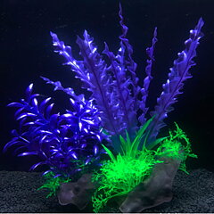 AK - Cryptocoryne Blå/Lila på rot 21cm