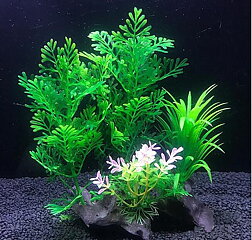 AK - Difformis på rot 19cm