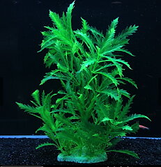 AK - Pinnatifida 27cm
