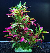 AK - Pinnatifida Röd 27cm