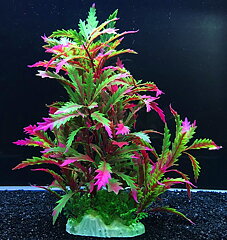 AK - Pinnatifida Röd 27cm