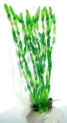AK - Vallisneria på rot 60cm