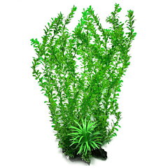 AK - Rotala Grön 55cm