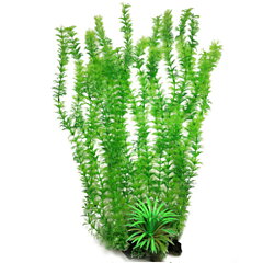 AK - Cabomba Grön 55cm
