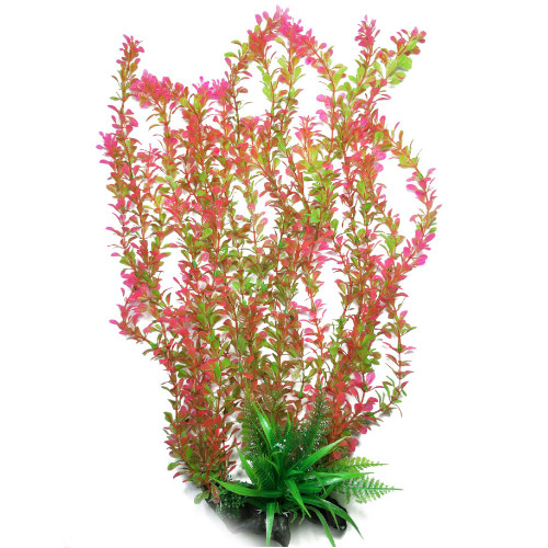 AK - Rotala Bonsai Grön/Röd 55cm