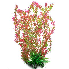 AK - Rotala Bonsai Grön/Röd 55cm