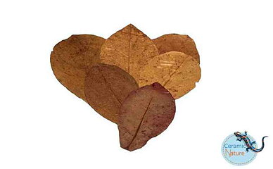 Ceramic Nature - Catappablad 15-20cm 10-pack