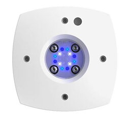 AI - Prime 16HD Reef Vit - Ink drivdon