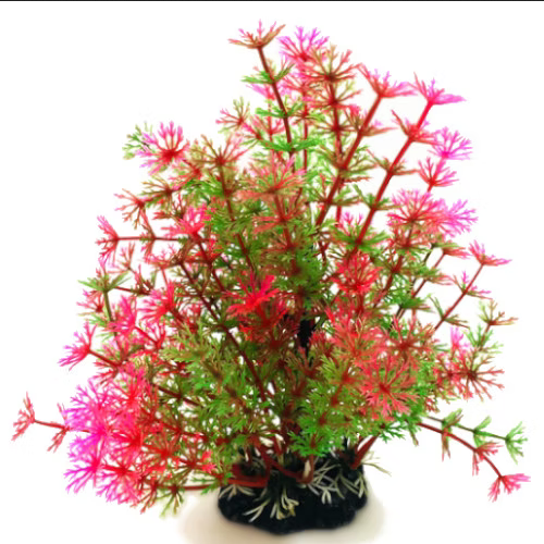 AK - Hottonia Rosa/Grön 19cm