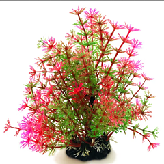 AK - Hottonia Rosa/Grön 19cm