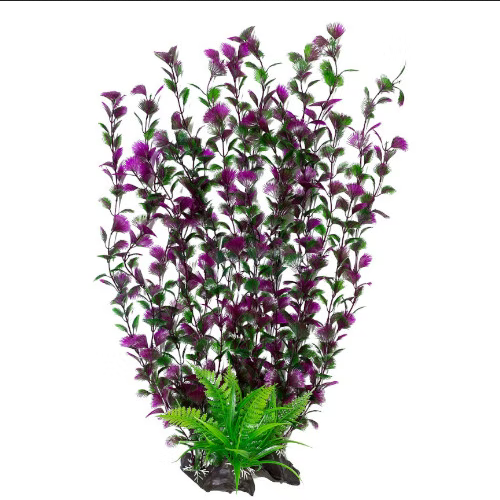AK - Spikewort Grön/Lila 55cm