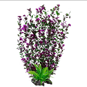 AK - Spikewort Grön/Lila 55cm
