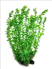 AK - Hygrophila Grön 55cm