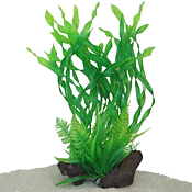 AK - Vallisneria på rot 30cm