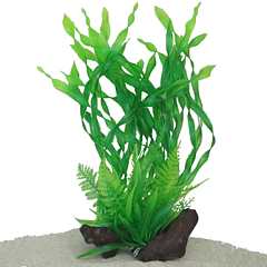AK - Vallisneria på rot 30cm