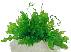 AK - Longiplumulosus Grön 17cm