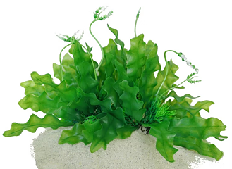 AK - Longiplumulosus Grön 17cm