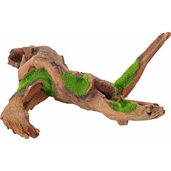 Zolux - Kipouss Malaysia Root M