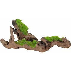Zolux - Kipouss Malaysia Root S