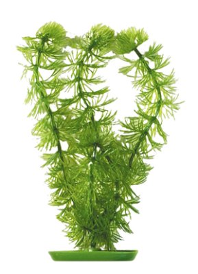 Marina - Ceratophyllum (Hornwort) 30cm